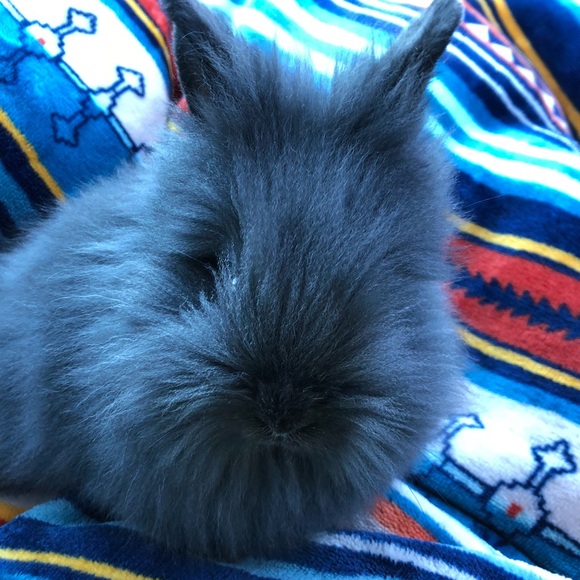 Meet your Posher, Lisa - Picture 8 of 8